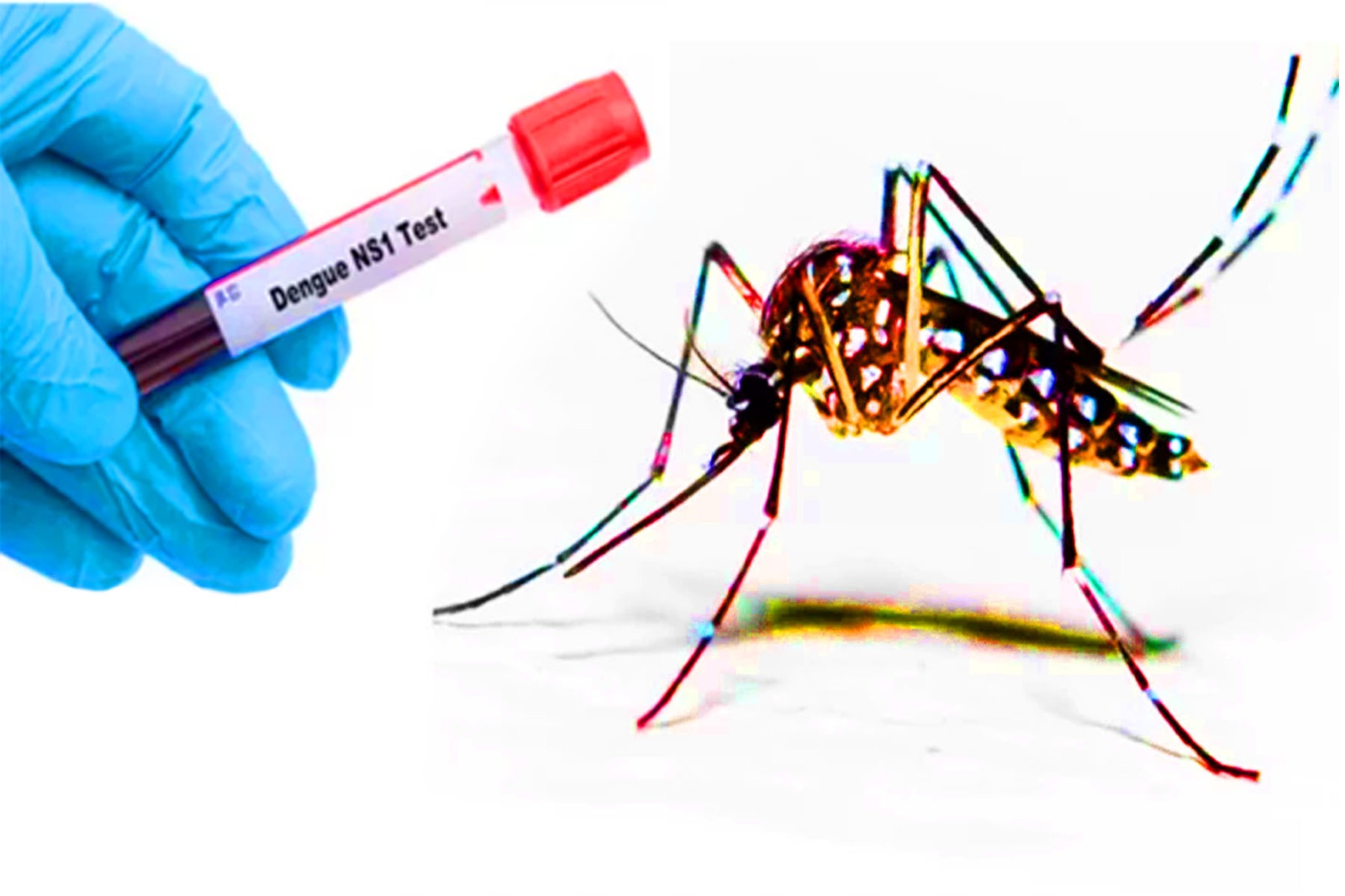 ডেঙ্গুতে চারজনের মৃত্যু, হাসপাতালে ২০৭