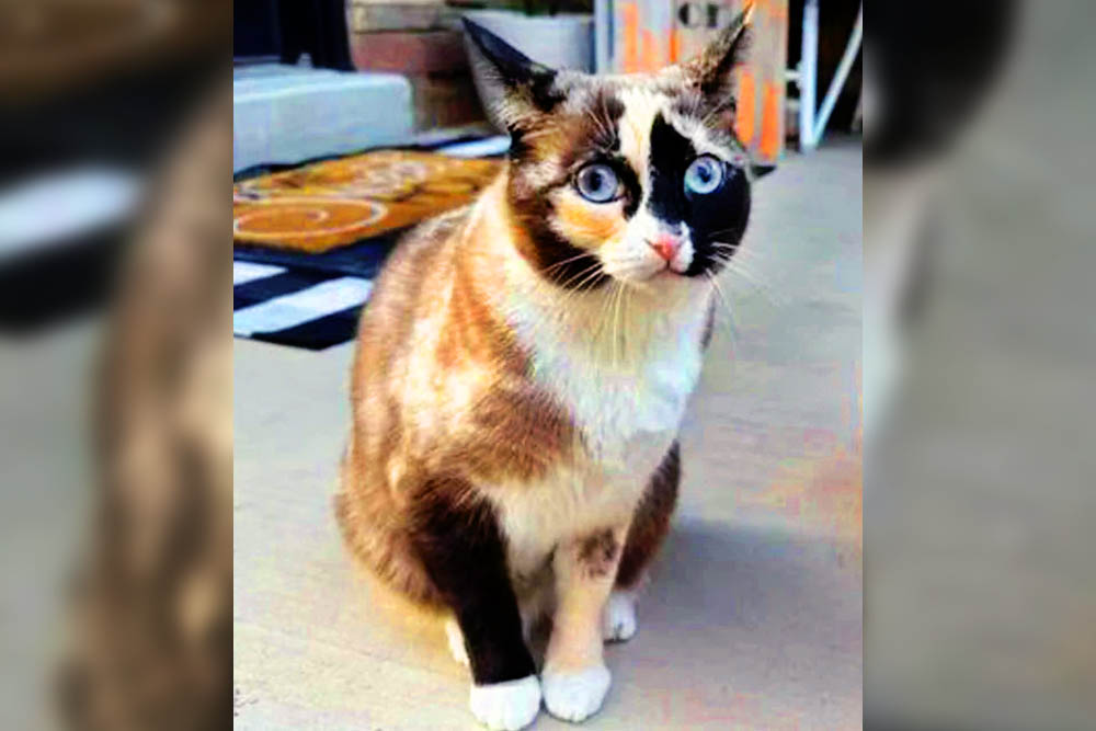 কুরিয়ারের প্যাকেটে হাজার মাইল দূরে গেল বিড়াল