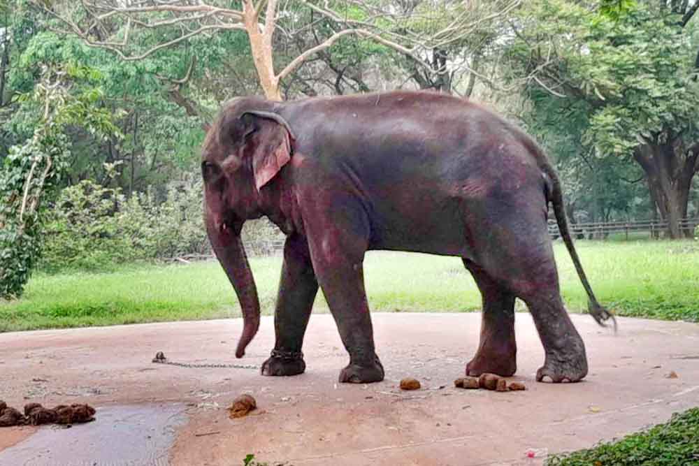 মিরপুর জাতীয় চিড়িয়াখানায় হাতির আঘাতে মাহুতের ছেলের মৃত্যু