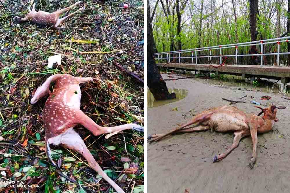 ঘূর্ণিঝড় রেমালে বিধ্বস্ত সুন্দরবনে ৩৯ হরিণের মৃতদেহ