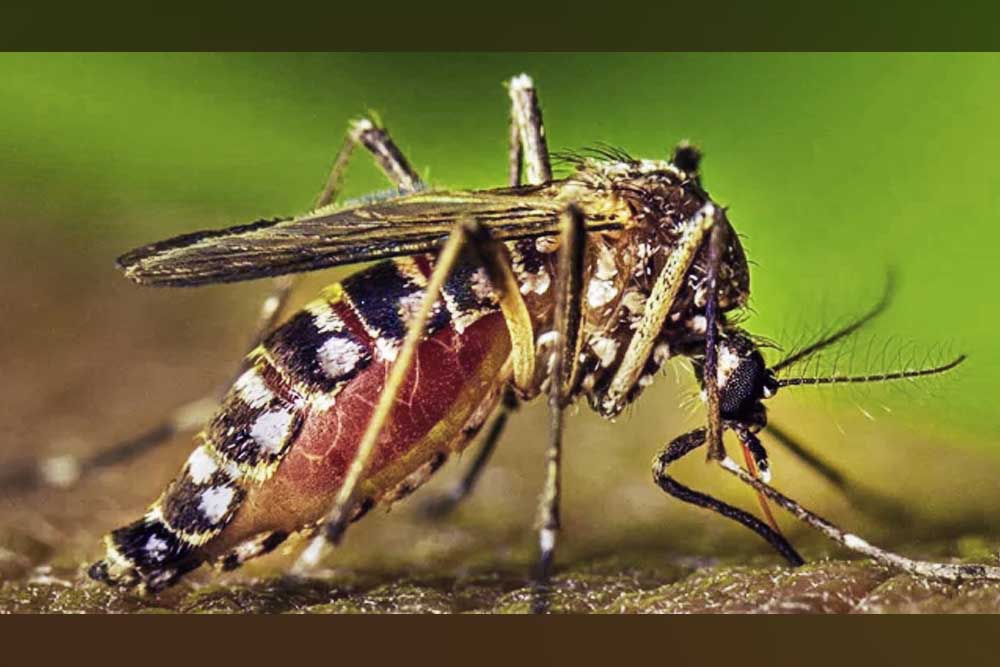 ডেঙ্গুর উচ্চঝুঁকিতে রাজধানীর ১৮ ওয়ার্ড