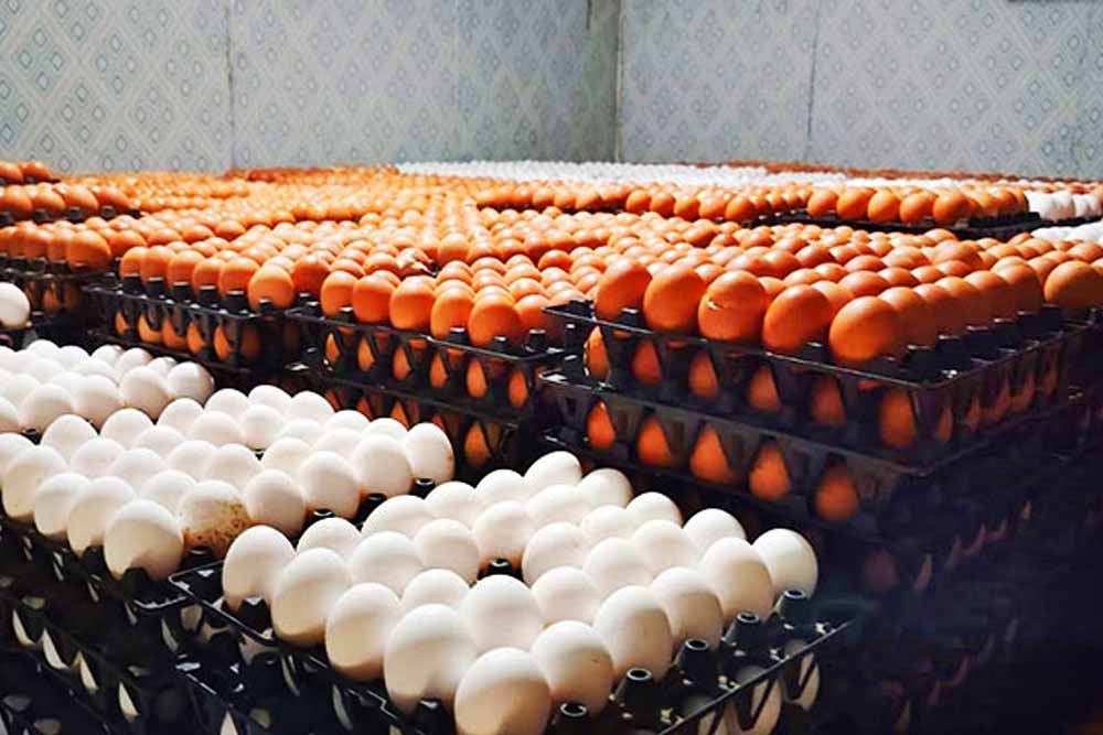 কৃত্রিম সংকট তৈরির চেষ্টা, হিমাগারে হানা দিয়ে মিলল ১৪ লাখ ডিম