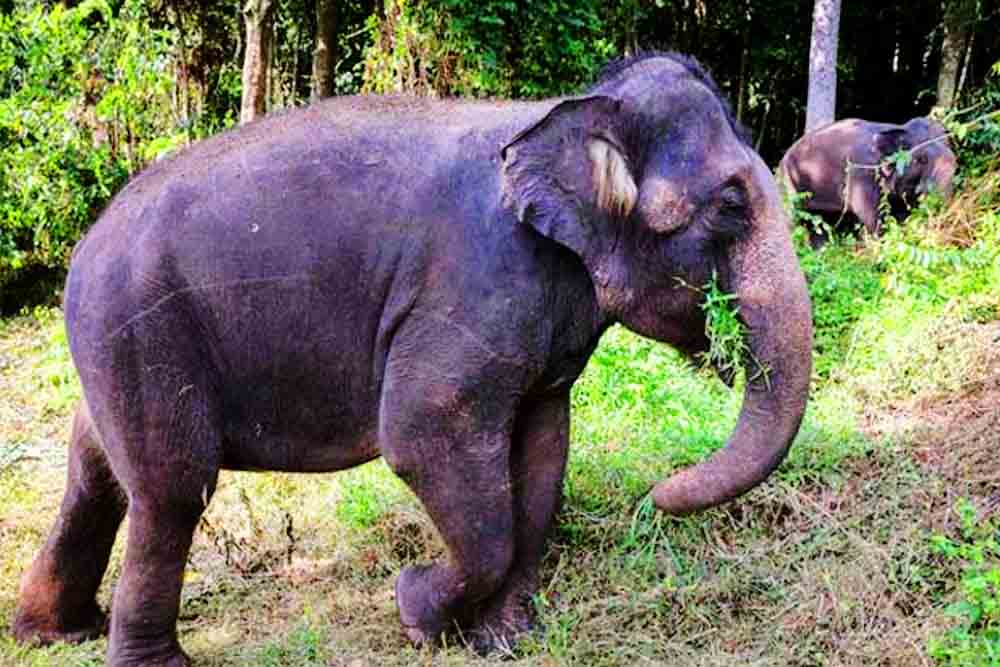 বন্যহাতির আক্রমণে মালয়েশিয়াতে প্রবাসী বাংলাদেশী নিহত