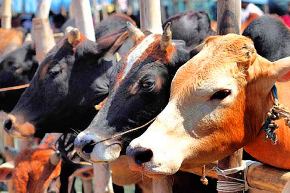 কোরবানির পশুর দাম চড়া !