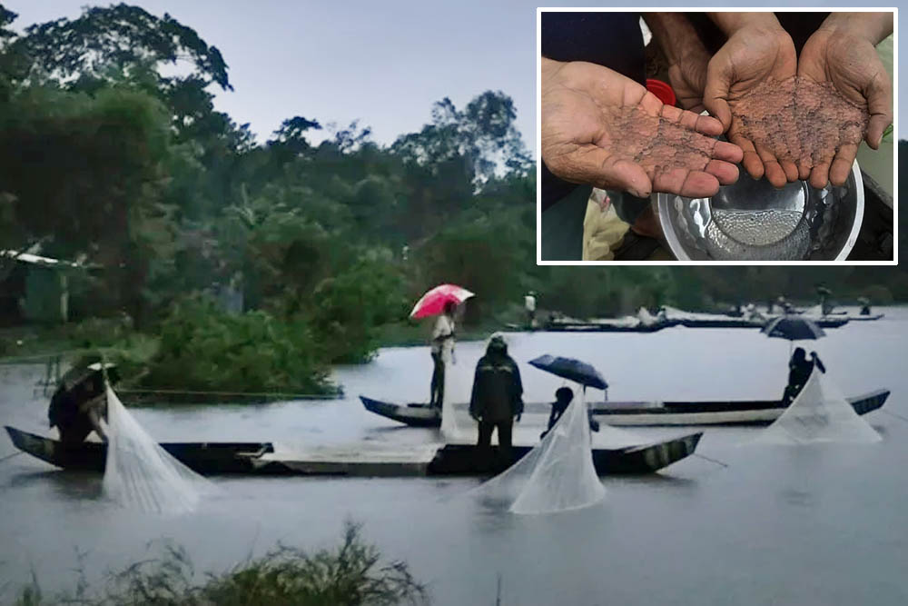 হালদা নদীতে ডিম ছেড়েছে মা মাছ, সংগ্রহের উৎসব