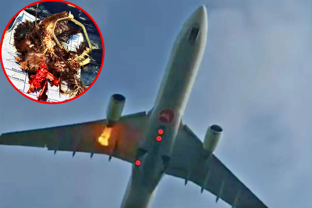 শাহজালাল থেকে উড্ডয়নের পরপরই পাখির আঘাতে তার্কিশ এয়ারলাইন্সের ইঞ্জিনে আগুন