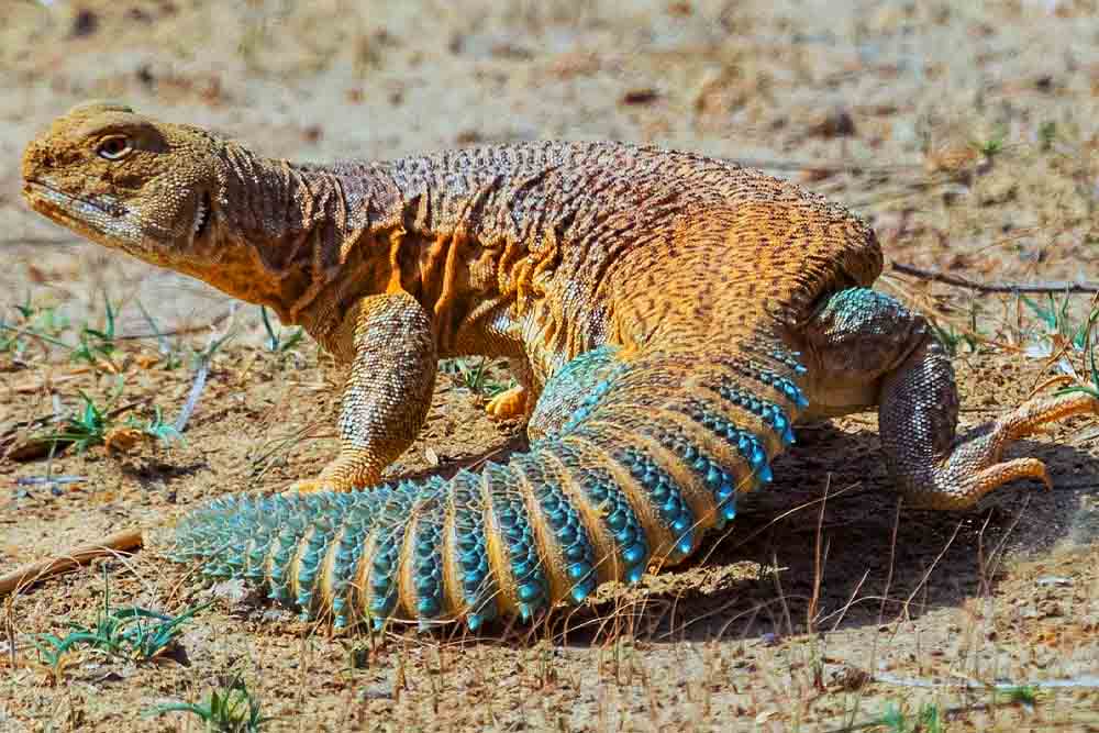 সান্ডা খাওয়ার ব্যাপারে কী বলে ইসলাম ?