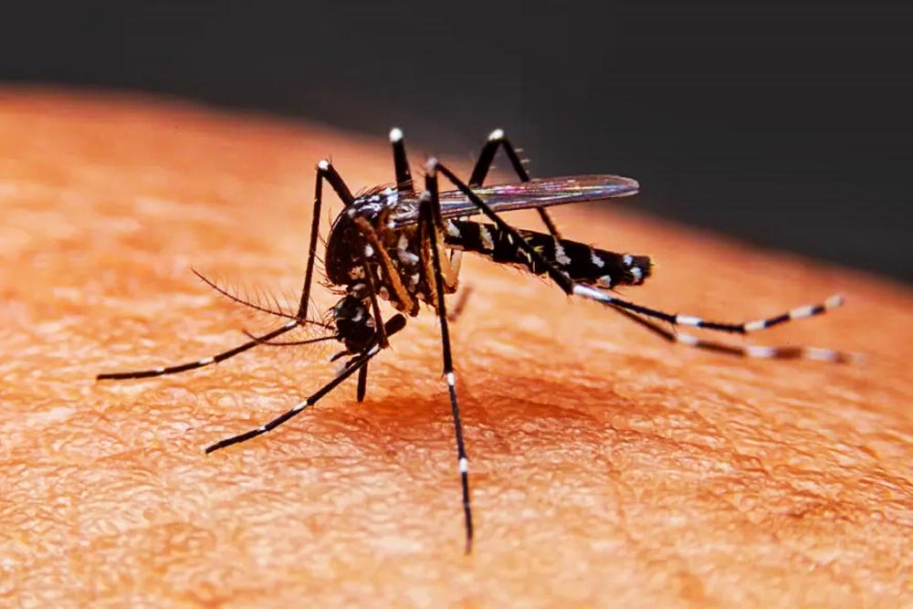 ঢাকা সহ সারা দেশে বাড়ছে ডেঙ্গুজ্বরে আক্রান্ত রোগীর সংখ্যা