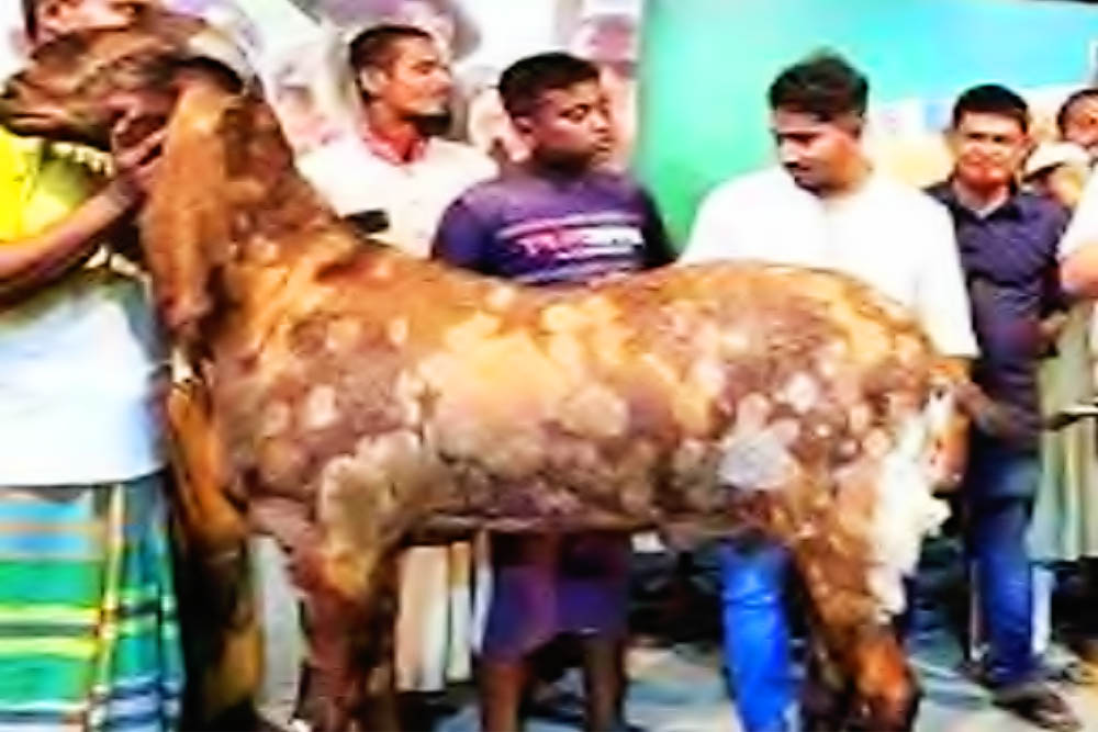 ছাগল–কাণ্ডের আলোচিত সেই ছাগলটি এখন কোথায় ?