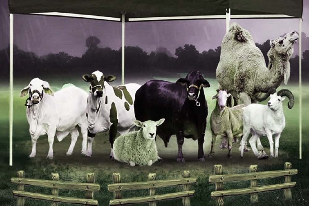 কোরবানির জন্য কোন পশুটি সেরা