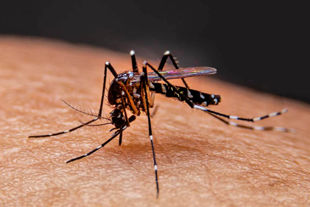 জ্বর, ডেঙ্গু ও চিকুনগুনিয়া আতঙ্ক এখন ঘরে ঘরে