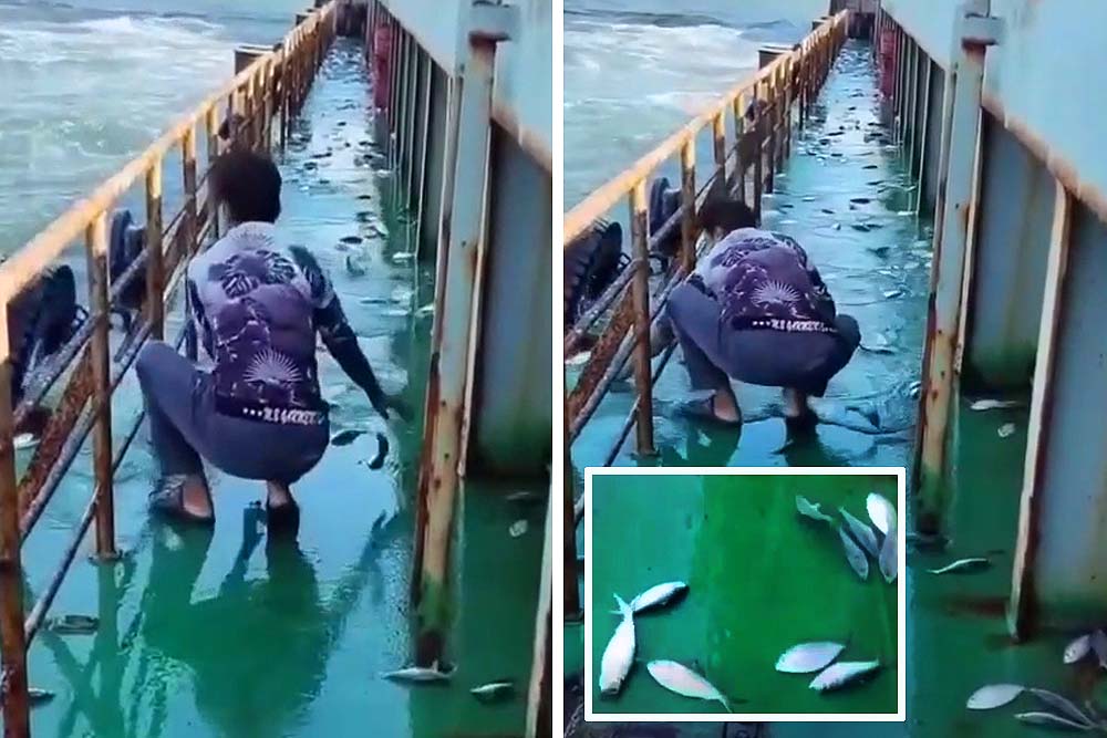 গভীর সমুদ্রে জাহাজে লাফিয়ে উঠল ৩ মণ ইলিশ মাছ