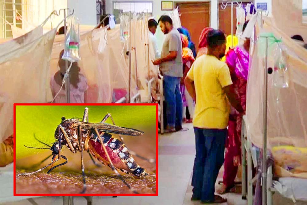 দেশে ডেঙ্গুতে আক্রান্ত-মৃত্যু দুটোই  বাড়ছে