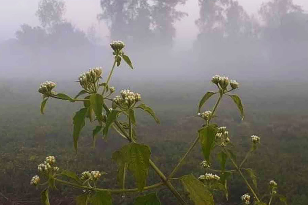 পঞ্চগড়ে শীতের আমেজ, ১৪ ডিগ্রিতে নেমেছে তেঁতুলিয়ায় তাপমাত্রা