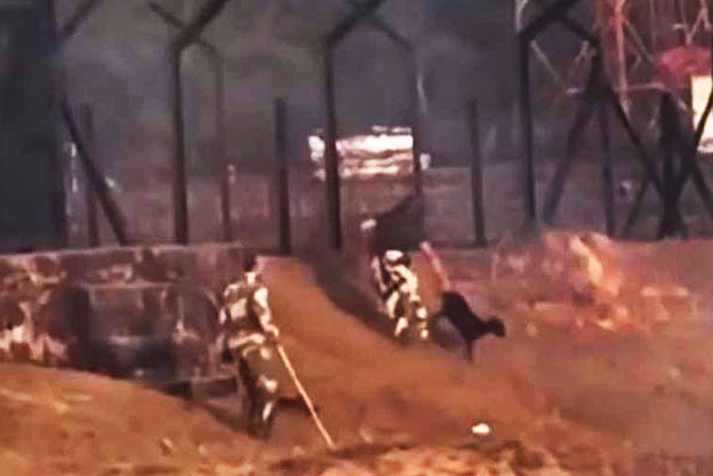 বাংলাদেশ সীমান্তে ঢুকে ছাগল চুরি করলো ভারতের বিএসএফ,  ভিডিও ভাইরাল