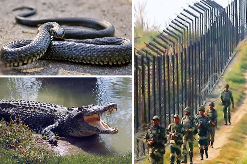 বাংলাদেশ সীমান্তের নদীতে কুমির ও সাপ ছাড়তে পরিকল্পনা ভারতের