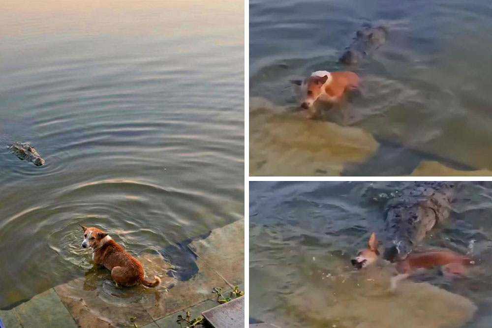 কুকুরটিকে ধরে নিয়ে যায় কুমির, ভাইরাল ভিডিও নিয়ে নানামুখী প্রতিক্রিয়া