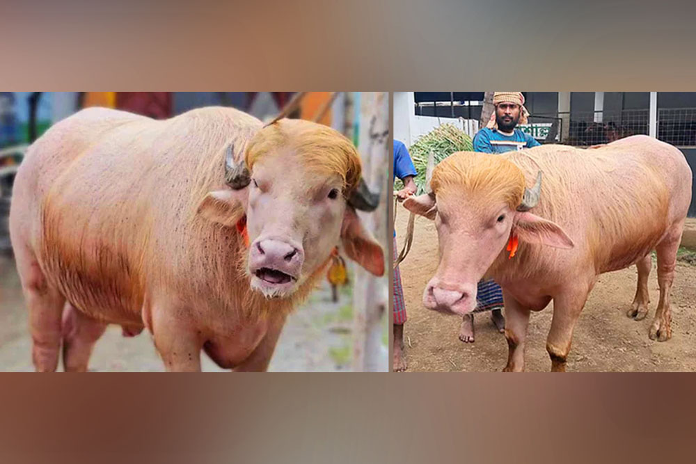 নারায়ণগঞ্জে নজর কাড়ছে  ‘ডোনাল্ড ট্রাম্প’  নামে ৭০০ কেজির মহিষ