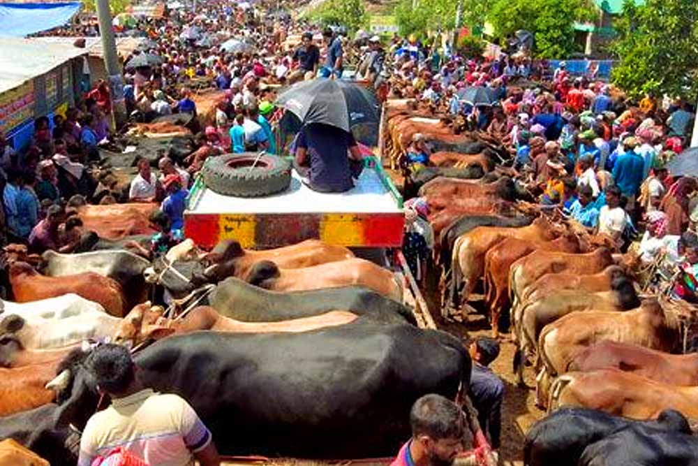 কোরবানির বাজারে দাম বাড়াতে পশুকেও ‘ভাইরাল’ হতে হচ্ছে