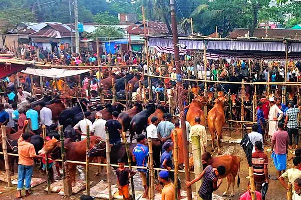 জমে উঠেছে কোরবানীর পশুর হাট