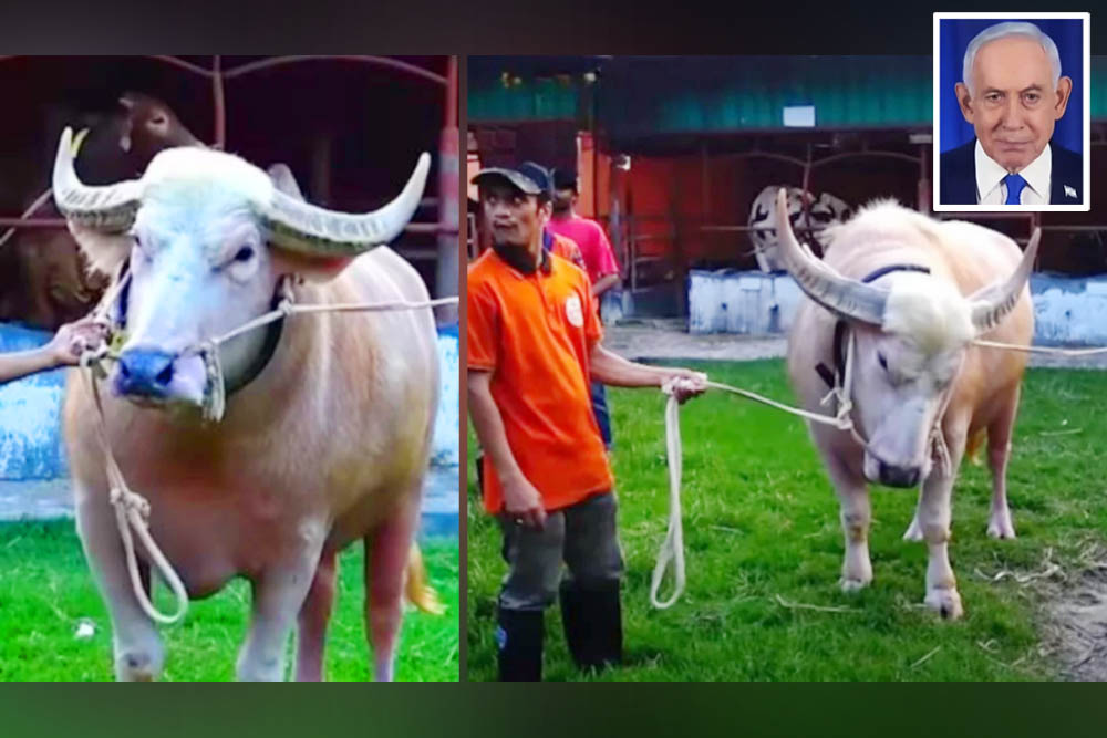 দুষ্টু মহিষের নাম রাখা হলো নেতানিয়াহু, মানুষ দেখলেই তেড়ে আসে গুঁতো দিতে