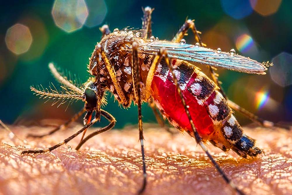 ডেঙ্গু নিয়ে হাসপাতালে ভর্তি ৫০ হাজার ছাড়ালো, মৃত্যু ১৪৩